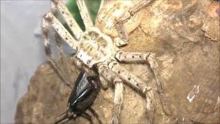 Most beautiful huntsman spider handling and feeding [upl. by Akered759]