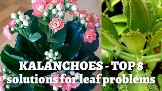 Kalanchoe Plant Care  Top 8 reasons for leaf problems [upl. by Milde]