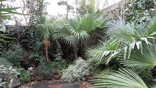 Our Green Tropical Backyard in January 2024 just before a cold week of frost [upl. by Ehcnalb]