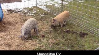 Why we choose to add Mangalitsa  Mangalitza Pigs to our Homestead [upl. by Brick]