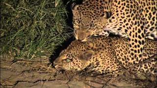 Creatures Of The Night at MalaMala Mala Mala Game Reserve [upl. by Lisandra]