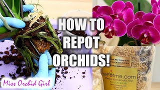 Orchid Care for Beginners  How to repot Phalaenopsis Orchids [upl. by Selec]