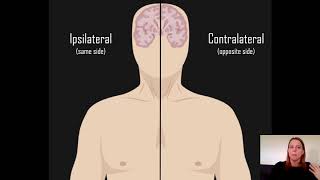 Ipsilateral vs Contralateral [upl. by Bergwall85]