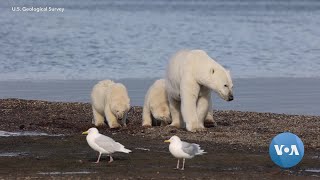 Melting Arctic Sea Ice Threatens Polar Bears  VOANews [upl. by Homerus]