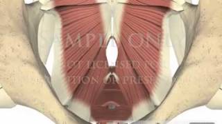 Lumbar Spine Pelvis Muscles Pelvic Floor physical therapy 3D animations [upl. by Reffinej448]