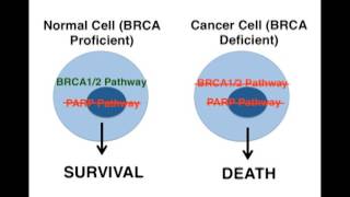 Mechanisms of PARP Inhibition A Mode of Targeted Cancer Treatment [upl. by Box459]