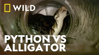 Burmese Python Eats An Alligator Whole  Worlds Deadliest Snakes  National Geographic WILD [upl. by Gardell]