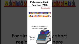 Polymerase Chain Reaction PCR animation [upl. by Naoh809]