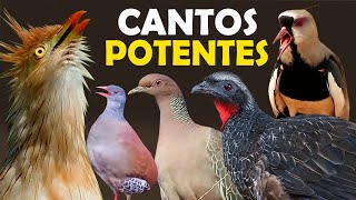 CANTOS DE AVES DA ROÇA MAIS POTENTES [upl. by Kcirevam]