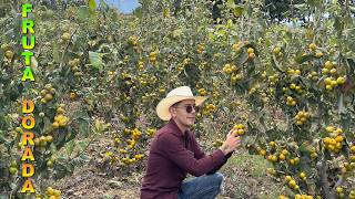 GRANJA DE TEJOCOTES Fruta de la nostalgia 40 Toneladas por hectárea [upl. by Bigner]