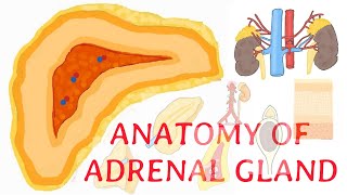 Anatomy of adrenal gland explained clearly [upl. by Paulo776]