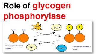 Role of glycogen phoisphorylase [upl. by Kcirted]