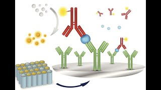 Understanding Immunoassay Analyses  Principles and Applications 4 Minutes Microlearning [upl. by Nitza]