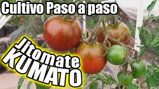 Como SEMBRAR Jitomate KUMATO Cultivo paso a paso kumato hidroponico  Bananafabric [upl. by Atinihc332]