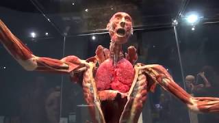 Present  Body Worlds Decoded at the Tech Museum of Innovation [upl. by Esojnauj423]