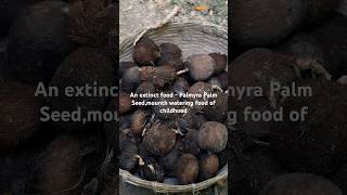 An extinct food  Palmyra Palm Seed mounth watering food of childhood [upl. by Ruthven209]