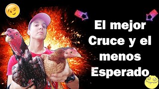 El Cruce más Fuerte Para obtener las mejores CRÍAS de Gallina Absil Puro vs Criolla elzaceta [upl. by Suzanne184]