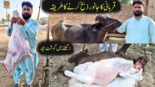 Beef Meat Cutting Skills  Meat Cutting Skills  Qurbani Ka Janwar Zibah Karne Ka Tarika [upl. by Kaitlin]