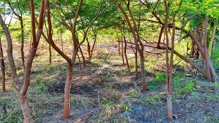 Brazilian Rosewood Dalbergia Nigra Plantation in the Amazon [upl. by Eidoc]