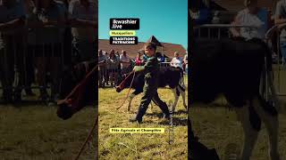 Fête Agricole avec présentations de veaux par des enfants shorts Holstein agriculture heritage [upl. by Nylahsoj]