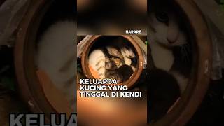 Kehidupan keluarga kucing di tengah hujan yang melanda [upl. by Yrelav]