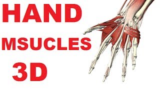 Muscles of the Hand  Hand Anatomy Lateral Volar Muscles 13 [upl. by Aritak]