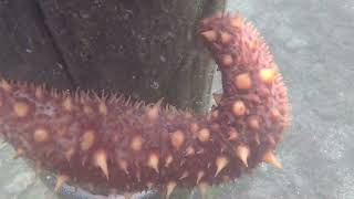 Sea Cucumber Calisthenics 092624 [upl. by Heiner]