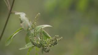 Misery ahead due to ragweed pollen [upl. by Gnen]