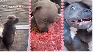 Best Staffordshire Bull Terrier Funny Compilation Videos  Try not to Laugh 😂  Fluffyfun [upl. by Orsino156]