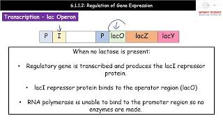 A Level Biology  6112  Regulation of Gene Expression [upl. by Nylcoj]