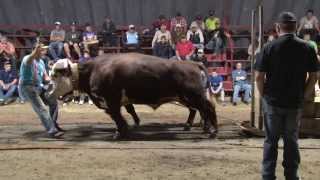 Barrington Ex Ox Haul Aug 17 2013 [upl. by Arahahs]