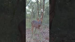 Chevreuil qui savourent tranquillement des glands campark nature chevreuil piegephotodeer [upl. by Carolina]