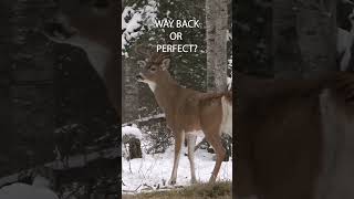 Shot Placement On Canadian Way Back Or Perfect shorts deerhunting bowhunting deer [upl. by Nylekoorb454]