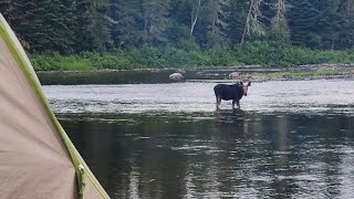 A moose shared our campsite Allagash Wilderness Waterway [upl. by Margreta]