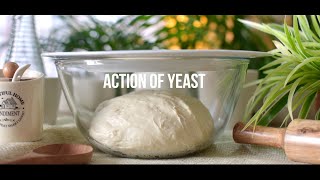 Why is Yeast added for making bread  Basic Science  Fermentation by yeast [upl. by Colville]