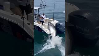 Massive Tuna Caught on Fishing Hook Epic Struggle in the Open Sea shortsFishing Pesca Pêche [upl. by Battista]