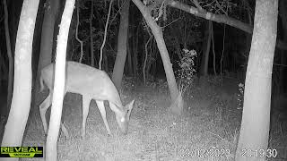 Maurepas swamp WMA trail cam videos [upl. by Thorstein]