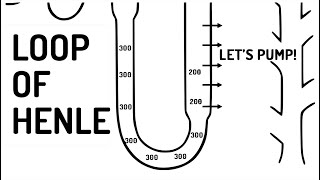 LOOP OF HENLE explained [upl. by Scott]