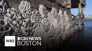 Living seawalls installed in Boston Harbor to help wildlife flourish and clean water [upl. by Gnet]