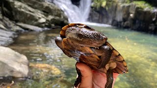 Australia Stoney Creek amp Babinda Boulders [upl. by Elrod527]