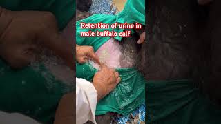 Retention of urine l dr Umar khan [upl. by Yesoj]