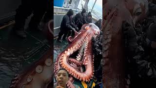 Giant Octopus Sea Monster Caught by Fishermen octopus squid giantcreatures ocean [upl. by Kannan]