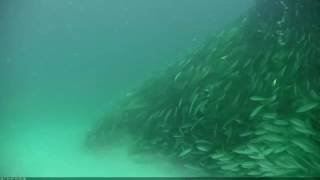 Fish swarming at Navarre Beach Reef 7Jan2017 [upl. by Esdnil912]