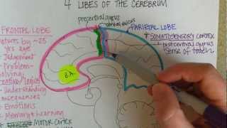 Lobes of the Cerebrum [upl. by Amandy]