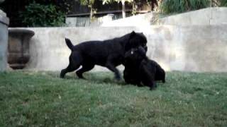 beautiful black cane corso  italian mastiff playing [upl. by Dahraf]