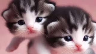 cats and kittens meowing compilation😻cats meowing to attract cats and kittenscute meowing [upl. by Noguchi]