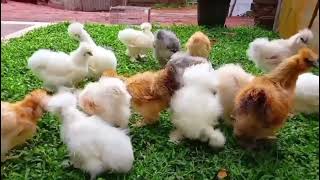 American Silki chicks 2month se 5month ke available for sale 8103145060 Madhya Pradesh Bhopal [upl. by Annunciata988]