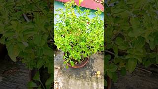 Tulsi ji ka ek niyamtulsi plantgardening youtubeshort [upl. by Jan]