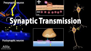 Neuroscience basics Synaptic transmission  Chemical synapse Animation [upl. by Nylanna]