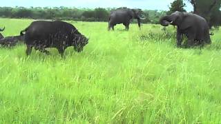 Elephant kicks a buffalo in the head [upl. by Knudson189]